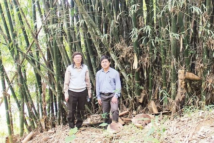 Cán bộ Viện Hàn lâm Khoa học và Công nghệ Việt Nam trong một chuyến nghiên cứu, tìm hiểu về các loại tre trúc tại khu vực Tây Nguyên. (Ảnh DUY MINH)