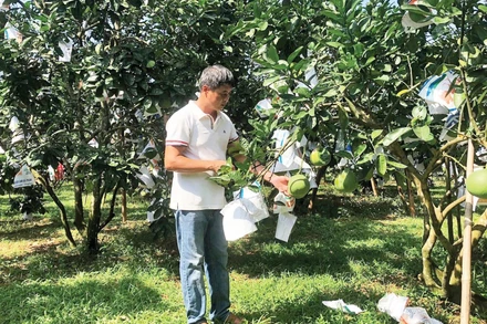 Mô hình trồng bưởi của gia đình anh Vũ Đình Luyến tỉnh Phú Thọ được khuyến nông hỗ trợ sản xuất theo hướng an toàn. (Ảnh: NGUYÊN PHÚC)