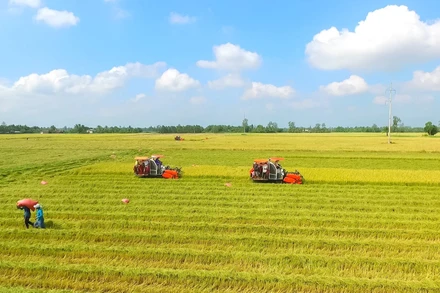 Thu hoạch lúa trên vùng ngọt hóa của tỉnh Cà Mau. (Ảnh Phương Bằng)