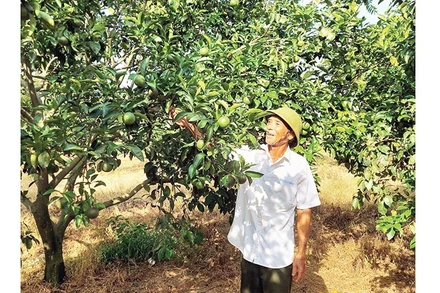 Ông Bế Văn Mai chăm sóc vườn cam của trang trại. 