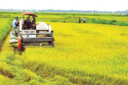 Lúa là cây trồng chủ lực của tỉnh Quảng Trị được cấp 35 mã số vùng trồng.