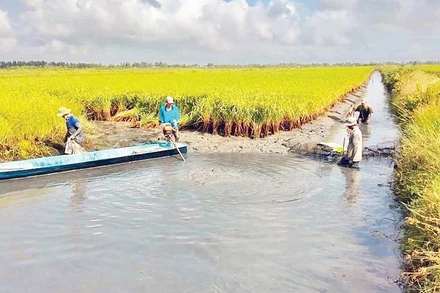 Mô hình trồng lúa kết hợp nuôi tôm ở xã Phước Long, tỉnh Cà Mau đem lại hiệu quả kinh tế cao, bền vững. 