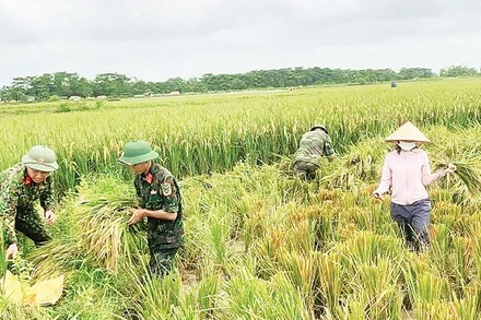 Các đơn vị quân đội đóng quân trên địa bàn xã Đa Phúc hỗ trợ người dân thu hoạch lúa mùa chạy lũ. (Ảnh HOÀNG SƠN)