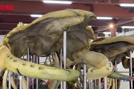 [Video] Hai bộ xương cá Ông được trao bằng xác lập Kỷ lục lớn nhất Việt Nam