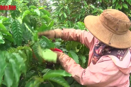 [Video] Gia Lai hoàn thiện “hộ chiếu” nông sản để chinh phục thị trường Trung Quốc