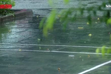 [Video] Miền Bắc mưa giải nhiệt