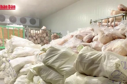 [Video] Tiêu hủy hơn 100 tấn lợn sữa bốc mùi