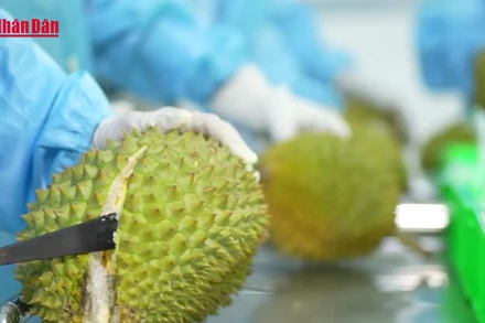 [Video] Xuất khẩu rau quả khó về đích