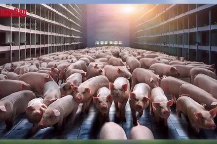 [Video] Đề xuất triển khai mô hình "chăn nuôi lợn trong nhà nhiều tầng"