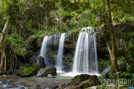 Khu Bảo tồn thiên nhiên - Văn hóa Đồng Nai đang quản lý diện tích rừng tự nhiên được ví như "lá phổi xanh" của vùng Đông Nam Bộ. (Ảnh: Lamjiang)