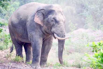 Một cá thể voi rừng tại Khu Bảo tồn Thiên nhiên Văn hóa Đồng Nai.