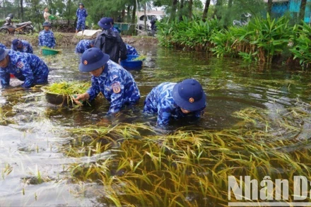 Lực lượng vũ trang hỗ trợ người dân xã Gio Hải, huyện Gio Linh thu hoạch lúa bị ngập úng.