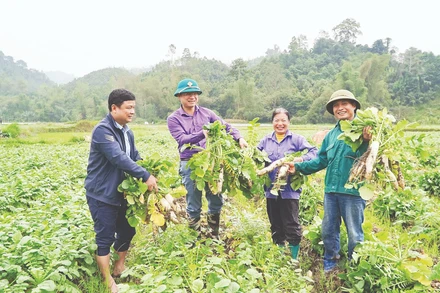 Được mùa củ cải Nhật ở xã Yên Phong. (Ảnh: VĂN TRIỀU)