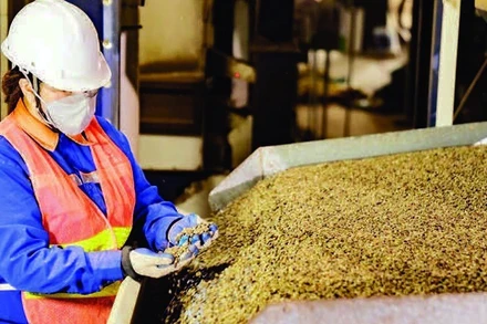 Kiểm soát chất lượng cà-phê xuất khẩu tại Công ty TNHH MTV Xuất nhập khẩu 2-9 Đắk Lắk. (Ảnh MINH ANH)