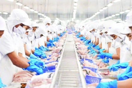 Chế biến cá tra xuất khẩu tại Công ty cổ phần Vĩnh Hoàn. (Ảnh THANH NGỌC)