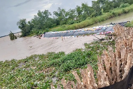 Sạt lở đã tiến đến chân tuyến đê biển quốc gia đoạn qua ấp Giồng Bàn, xã Long Vĩnh.