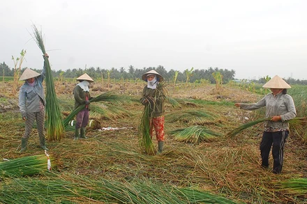 Lác cọng, nguyên liệu cho làng nghề dệt chiếu Cà Hom, Bến Bạ, xã Hàm Giang, tỉnh Vĩnh Long.