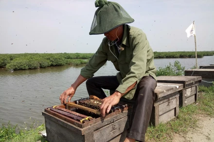 Nuôi ong ở vùng ngập mặn Xuân Thủy.