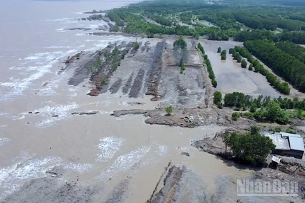 Sạt lở đất diễn biến phức tạp, phương hại trực tiếp đến tính mạng và đời sống của người dân vùng ven biển Cà Mau.