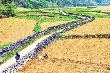 Những hàng rào đá bền bỉ qua năm tháng tạo cảnh quan độc đáo.