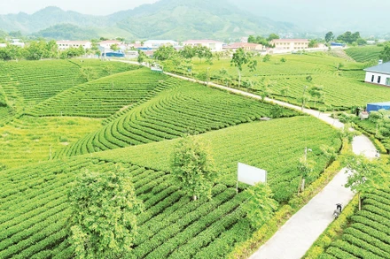 Đồi chè La Bằng.