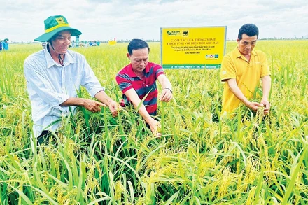 Mã QR được triển khai rộng rãi trong chương trình chuyển đổi số nông nghiệp tại An Giang. Ảnh: Báo An Giang