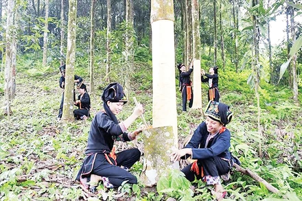 Cây quế được đồng bào ở Lào Cai xem như “vàng xanh”, giúp thoát nghèo. Ảnh: Thiên An