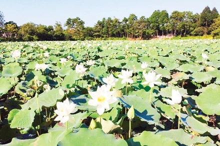 Sen trắng nở trên vùng hồ cổ xưa.