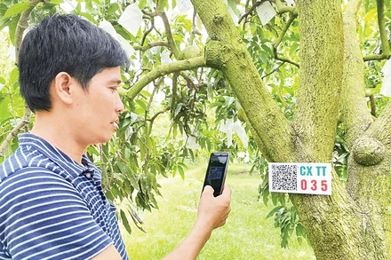 Cây ăn trái được số hóa và gắn mã QR, dữ liệu trở thành “phân bón” giúp nông sản miền Tây phát triển. Ảnh: Báo QĐND
