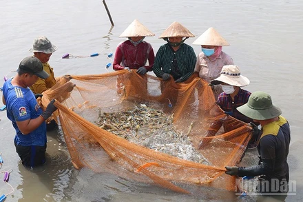 Mô hình nuôi tôm càng xanh toàn đực xã Long Hòa, tỉnh Vĩnh Long đang được khuyến khích nhân rộng.