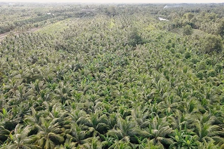 Tỉnh Vĩnh Long có hơn 120.000ha dừa, đứng đầu cả nước về diện tích.