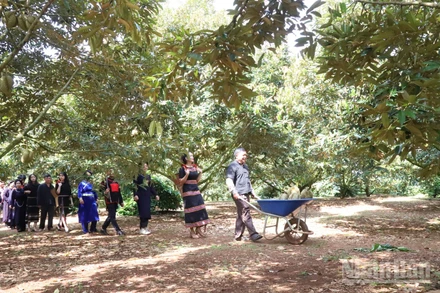 Với tổng diện tích khoảng 44.900 ha, đến nay Đắk Lắk là một trong những tỉnh có diện tích sầu riêng nhiều nhất cả nước.