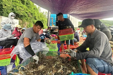 Ngư dân tỉnh Đắk Lắk khẩn trương xuất bán tôm hùm trước khi bão số 13 đổ bộ.