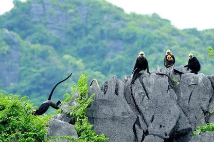 Thành công của Dự án Bảo tồn Voọc Cát Bà là tín hiệu đáng mừng trong công tác bảo vệ môi trường trong quần thể Di sản thiên nhiên thế giới Vịnh Hạ Long - Quần đảo Cát Bà. Nguồn: Vườn quốc gia Cát Bà