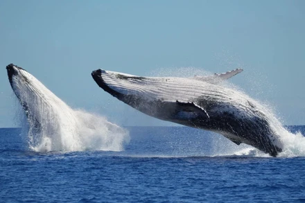 Cá voi xanh giống như “lính canh” đại dương và tiếng hát của chúng gợi mở nhiều điều về sức khỏe của hệ sinh thái.