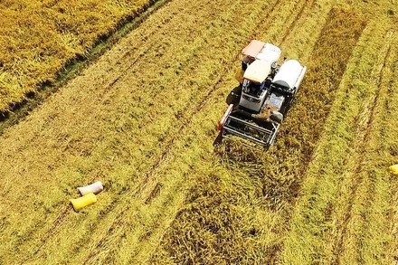 Gạo ST25 tại thành phố Cần Thơ không chỉ là một giống lúa đoạt giải mà còn là tài sản quốc gia.