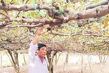 Ông Trượng Thành Liêm chăm sóc giàn táo vừa cho thu hoạch xong, chuẩn bị mùa vụ mới.