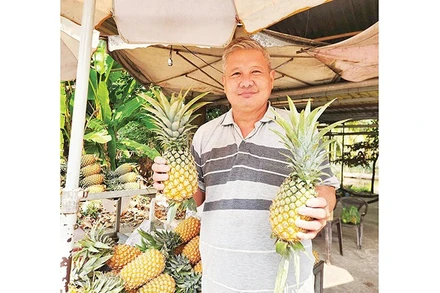 Khóm của ông Huỳnh Húa trồng tại vườn.