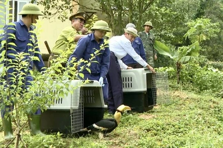 Cán bộ, nhân viên Trung tâm Cứu hộ, bảo tồn và phát triển sinh vật thả 2 cá thể chim Hồng Hoàng về môi trường tự nhiên.