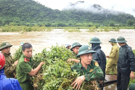 Công an xã Trường Sơn phối hợp với Đồn Biên phòng Làng Mô giúp dân thu hoạch lạc "chạy" lũ.