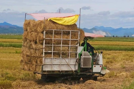 Máy cuộn rơm để bán cho thương lái ngay trên cánh đồng xã Lệ Thủy, tỉnh Quảng Trị (Ảnh: HM) 