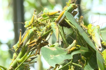 Đàn châu chấu với số lượng lớn gây hại cây cây trồng ở thị trấn Nông trường Việt Trung, tỉnh Quảng Bình.