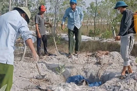 Các thôn ở xã Quảng Trạch, tỉnh Quảng Trị tổ chức tiêu hủy lợn chết vì dịch bệnh. 