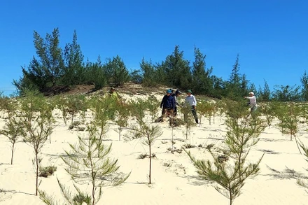 Trồng rừng trên cát chống sa mạc hóa ở xã Cam Hồng, tỉnh Quảng Trị. (Ảnh minh họa)