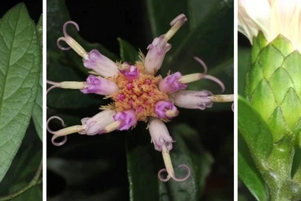 Hình thái lá, hoa của loài thực vật Bạch đầu Phong Nha-Kẻ Bàng.