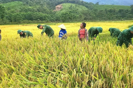 Cán bộ, chiến sĩ Đồn Biên phòng cửa khẩu quốc tế Cha Lo giúp dân gặt lúa trước khi có mưa lớn do ảnh hưởng của bão số 1.