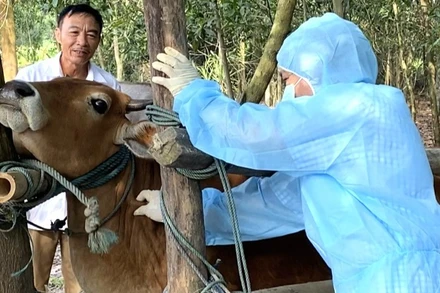 Nhân viên thú y tiêm vaccine viêm da nổi cục cho đàn bò ở Quảng Bình (cũ).