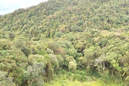 Tỉnh Quảng Trị hiện có tỷ lệ che phủ rừng đạt 61,47%.