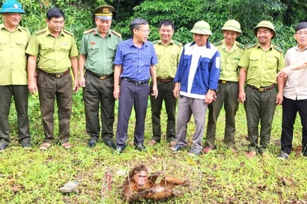 Lực lượng chức năng xã Trường Sơn tiếp nhận cá thể khỉ mặt đỏ do người dân giao nộp.