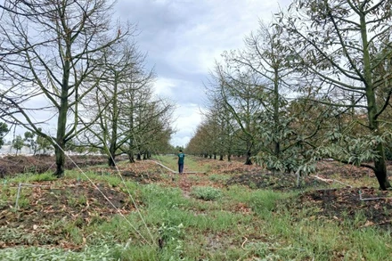 Vườn sầu riêng ở tỉnh Đồng Tháp bị thiệt hại do nước nổi, triều cường vừa qua.